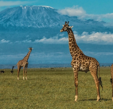 2-Day Budget Tour to Amboseli from Nairobi