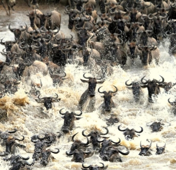 6-Day Kenya and Tanzania Wildebeest Migration Air Safari