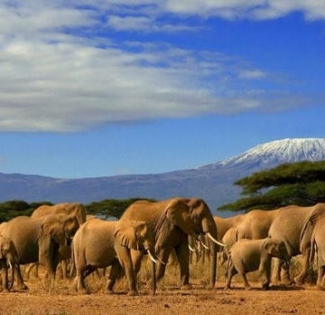 1-Day Amboseli National Park Adventure