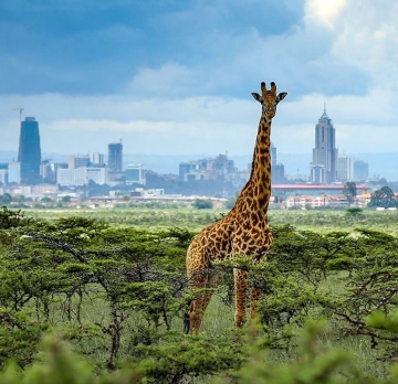 ½-Day Nairobi National Park, David Shedrick's Centre and Carnivore